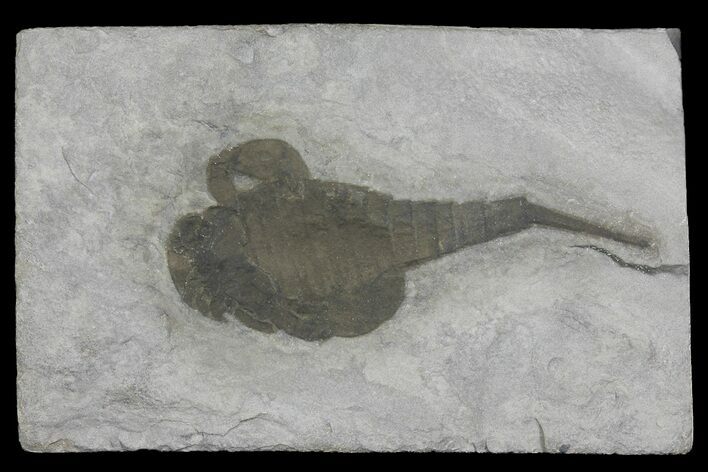 Eurypterus (Sea Scorpion) Fossil - New York #173019